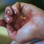 Asesinatos de coptos que quedan impunes